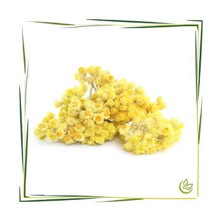 Hydrolat Immortelle BIO